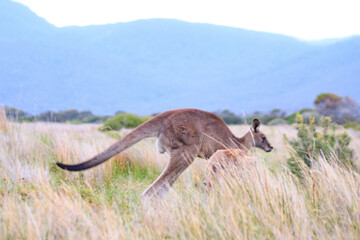 Jumping Kangaroo in the Australian Grassland, Wilsons Prom, Australia