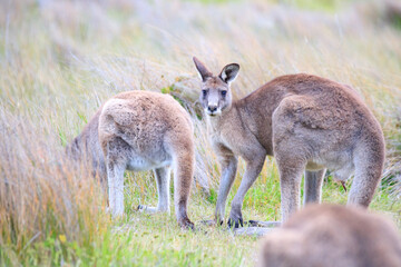 A Group of Curious Kangaroo Gazing Among the Grass, Wilsons Prom, Australia