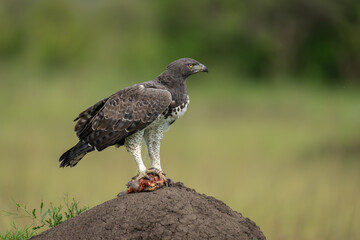 Martial eagle holds kill on termite mound