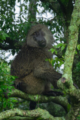 Male olive baboon sits on lichen-covered branch