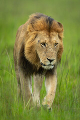 Male lion walks through grass to camera