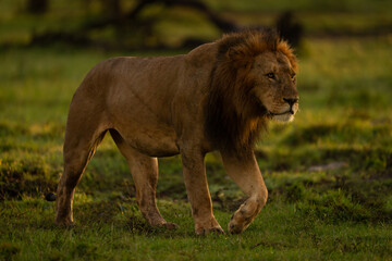 Male lion walks across short wet grass