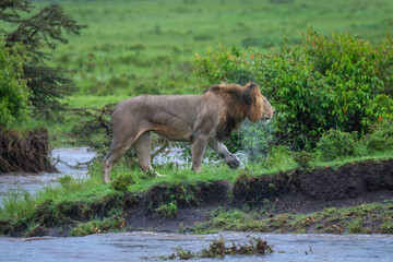 Male lion walks down riverbank shaking head