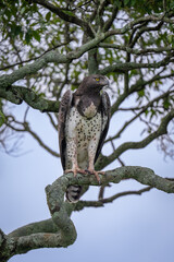 Martial eagle leans forward on lichen-covered branch