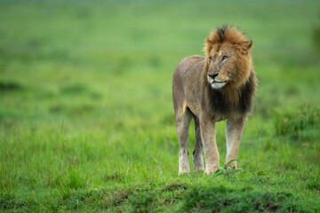 Male lion stands on mound turning head