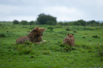 Male lion lies yawning beside prone lioness