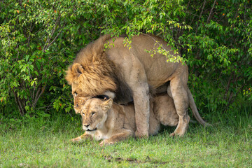 Male lion mates with female biting neck