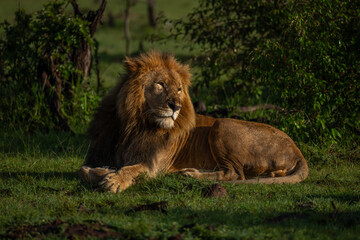 Male lion lies turning head and squinting