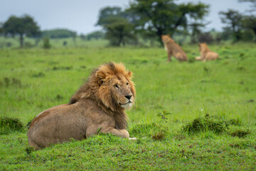 Male lion lies on mound near lionesses