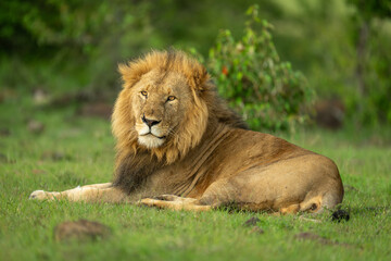 Fototapeta premium Male lion lies near bushes on grass