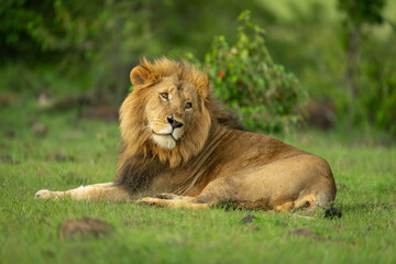 Male lion lies near bushes looking round