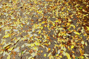 Autumn background of leaves on the asphalt of the road