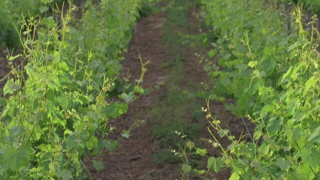 Hilera de vid con arboles de fondo