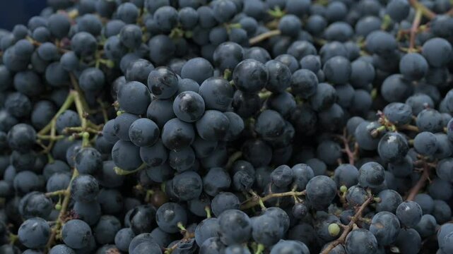 Uvas recien cosechadas en tacho