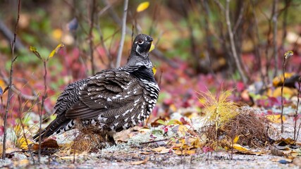 Male spruce grouse (Canachites canadensis) looking at camera, with feathers puffed up