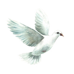 Pigeon. White flying bird, symbol of peace, religious sign Watercolor hand painted illustration in realistic style for greeting card, invitation for first communion, Baptism. Isolated from background