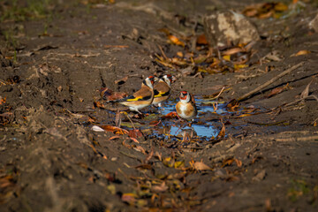 European goldfinches sit on the ground near the puddle and drink water on a sunny autumn day. 