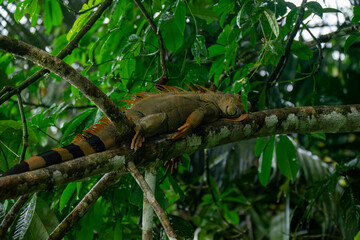 Male orange iguana with black stripes, one meter long, sleeping on a branch in Costa Rica's jungle. Vivid colors in a tranquil tropical habitat