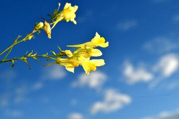 Yellow flowers of Linaria angustissima against blue sky.
