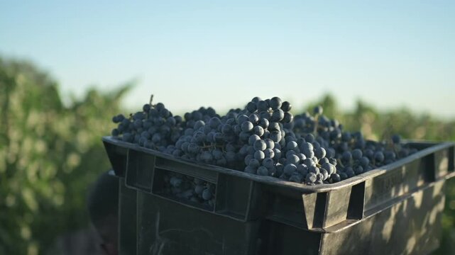 Tacho de uvas siendo transportado por el vi&ntilde;edo