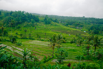 Obraz premium Aerial view of Mancingan rice fileds in Mancingan village, Ubud, Bali, Indonesia