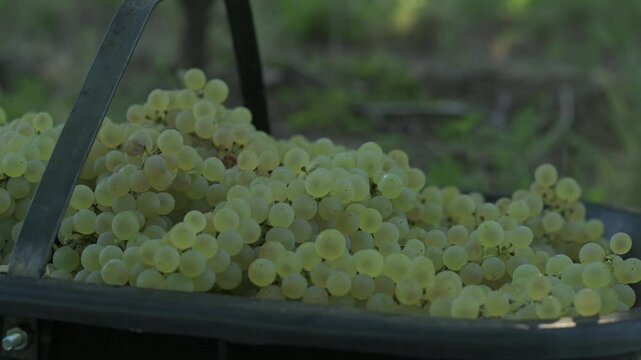 Cosecha de uvas blancas en tacho