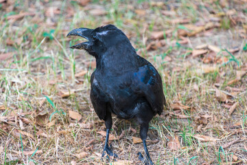 地面で鳴くカラス