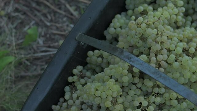 Cosecha de uvas blancas en tacho