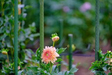 支柱に支えられたピンクのダリア