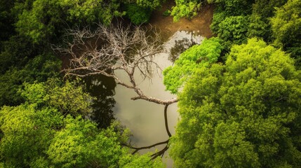 A tree trunk is reflected in the water of a pond