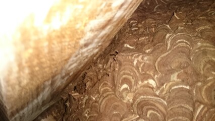 482)A japanese yellow hornet's nest in the attic on the first floor that had been attacked by a northern giant hornet during the day(Photo taken at 21:59 on september 14, 2015)