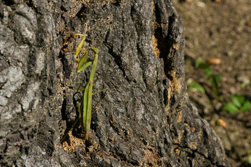 木の幹を登っていく大きなカマキリのメス