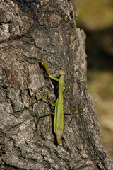 木の幹を登っていく大きなカマキリのメス