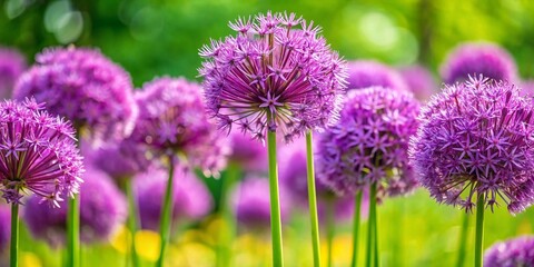 Fototapeta premium Close-Up of the Ornamental Allium cristophii Plant Thriving in a Garden, Showcasing Its Unique Flower Structure and Vibrant Colors with High Depth of Field Focus