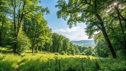 Obraz premium Dense foliage and towering trees create a dense canopy in this vibrant summer forest landscape, natural beauty, shaded landscape, forest landscape, outdoor scene