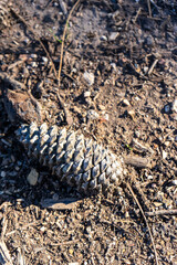 Close-up of a single pine cone resting on bare soil, highlighting natural textures and earthy tones in a minimalist outdoor setting.
