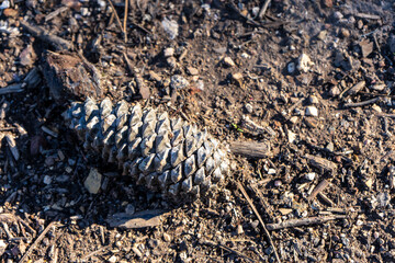 Close-up of a single pine cone resting on bare soil, highlighting natural textures and earthy tones in a minimalist outdoor setting.