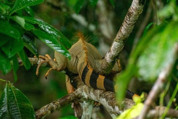 Close-up of an orange iguana with black stripes, showing its tail and back legs, blurred front paws on a branch in Costa Rica's jungle. Vibrant and serene tropical environment