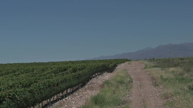 Vi&ntilde;edo verde con monta&ntilde;a de fondo