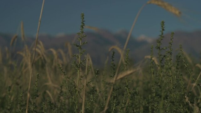 Vegetaci&oacute;n de monta&ntilde;a