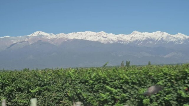 Recorrido de costado de vi&ntilde;edo verde con monta&ntilde;as nevadas de fondo