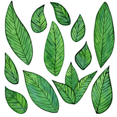 Vibrant green leaves watercolor illustration. Set of tea leaf, foliage, and greenery. Spring and summer botanical drawing, isolated collection on a white background
