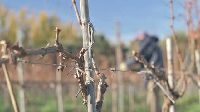 Vid en oto&ntilde;o con poda de fondo 