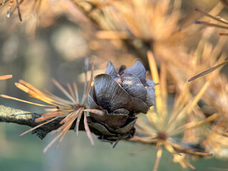 macro photography of pine cones, nature photography of evergreen forest