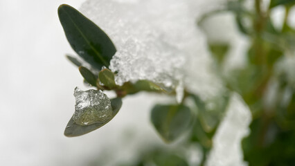 Macro shot of a green leaf trapped under a layer of ice and snow. Perfect for nature, botany and abstract themes.