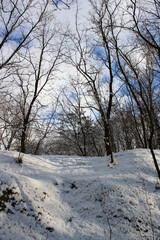 trees in the snow