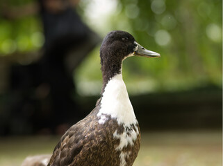 beautiful brown duck with white neck, brown duck with bokeh background, close up duck, dark brown duck from the side, dark brown Anatinae