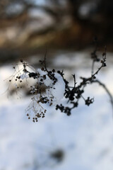 snow covered trees in the winter