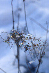 snow covered trees in the winter