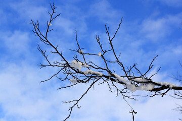 snow covered trees in the winter